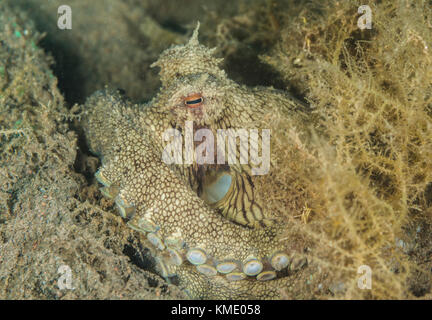 Coconut octopus Versuchen unter Sea Grass zu verbergen Stockfoto