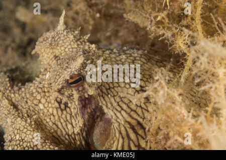 Coconut octopus Versuchen unter Sea Grass zu verbergen Stockfoto