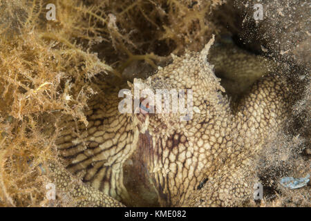 Coconut octopus Versuchen unter Sea Grass zu verbergen Stockfoto