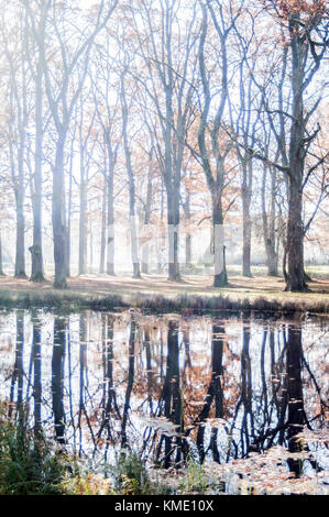 Sonnigen Tag in einem herrenhäuser Park. Baum Reflexionen auf einer Fläche. Stockfoto