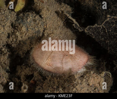 Lange-Spined Herzen urchin auf einem Felsen Stockfoto