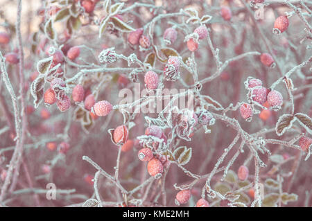 Romantische Sweetbrier Hüften. Weiche winter Morgenlicht. Eingefroren. Stockfoto