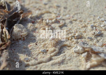 Krabben laufen auf dem Sand in Turtle Island. Venezuela. Stockfoto