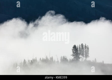 Ein dicker Nebel steigt aus den Baumwipfeln im Tower fallen Wasserfall im Yellowstone National Park 16. August 2017 in Wyoming. (Foto von Jacob w. Frank über planetpix) Stockfoto