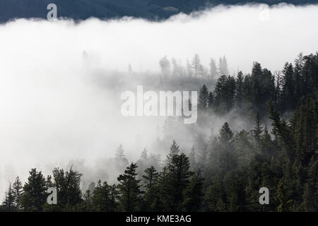 Ein dicker Nebel steigt aus den Baumwipfeln im Tower fallen Wasserfall im Yellowstone National Park 16. August 2017 in Wyoming. (Foto von Jacob w. Frank über planetpix) Stockfoto