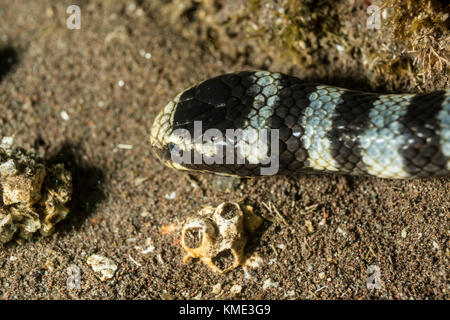 Porträt von einem Meer krait Stockfoto