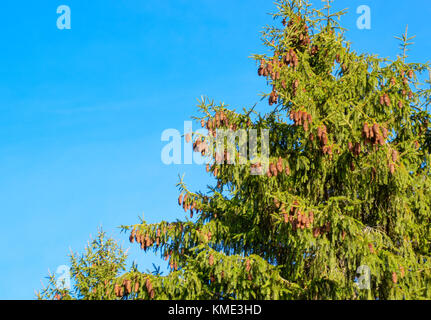 Filiale einer Weihnachtsbaum mit Kegel gegen den blauen Himmel Stockfoto