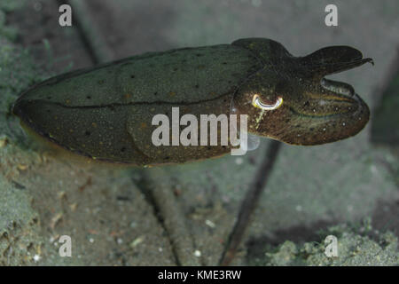 Sepia schwebt über dem Meeresboden Stockfoto