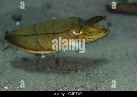 Sepia schwebt über dem Meeresboden Stockfoto