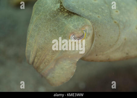 Sepia schwebt über dem Meeresboden Stockfoto