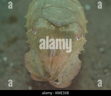 Sepia schwebt über dem Meeresboden Stockfoto