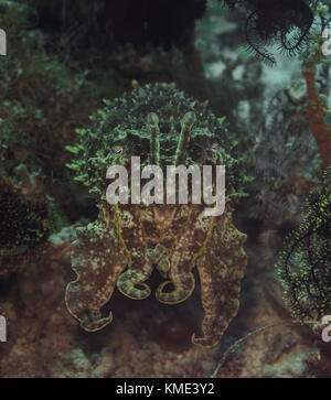 Sepia schwebt über dem Meeresboden Stockfoto