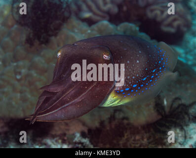 Sepia schwebt über dem Meeresboden Stockfoto