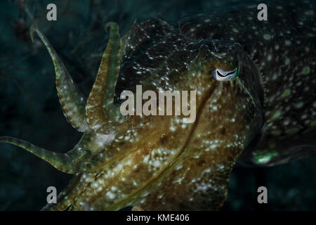 Sepia schwebt über dem Meeresboden Stockfoto