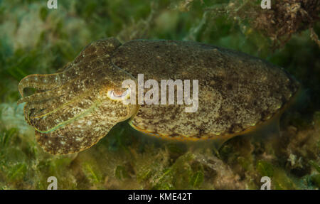 Tintenfisch schwebt über dem Meeresboden Stockfoto