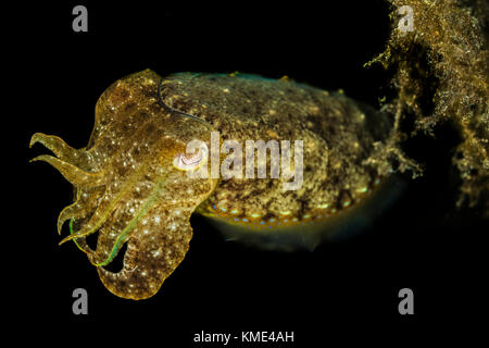 Tintenfisch schwebt über dem Meeresboden Stockfoto