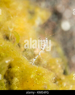 Skelett Garnelen auf einer Koralle Stockfoto