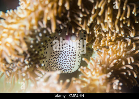 Nabelschnur ovula entfernt in einer Anemone ausgeblendet Stockfoto