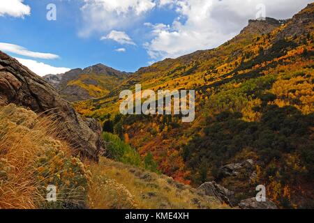 Herbst Laub auf den Bäumen, die Ruby Mountains im Lamoille Canyon Tal an der Humboldt-Toiyabe National Forest Oktober 16, 2011 in der Nähe von Reno, Nevada. (Foto von Susan Elliot über planetpix) Stockfoto