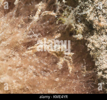 Stachelige Seespinne versteckt sich in der Sea Grass Stockfoto