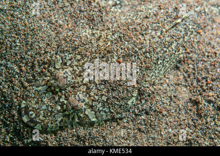 Gefleckte flathead versteckt im Sand Stockfoto