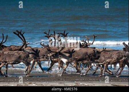 Eine Herde von porcupine Caribou entlang der Küste der Bering Land Bridge National park Juli 21, 2012 in der Nähe von Kotzebue, Alaska. (Foto von neal Herbert über planetpix) Stockfoto