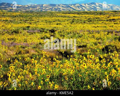 Wild prairie Sonnenblumen blühen im grasland vor den Dünen der Great Sand Dunes National Park August 23, 2017 in der Nähe von Alamosa, Colorado. (Foto von Patrick Myers über planetpix) Stockfoto