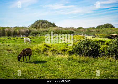 Zwei Normandie Schafe, ein braunes und ein weißes, Weiden in einer Wiese am Pointe du Hoc an der Küste der Normandie Frankreich Stockfoto