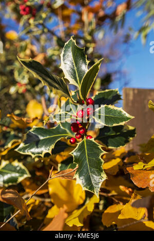 Die Holly Tree ist eine zweihäusige Pflanze mit nur das Weibchen mit roten Beeren oder Steinfrucht. Stockfoto