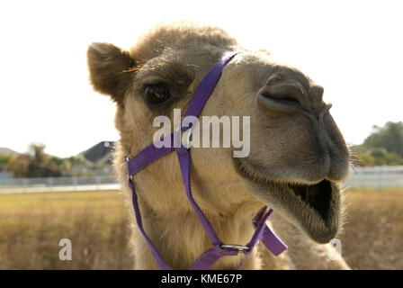 Smiling Camel, USA. Stockfoto