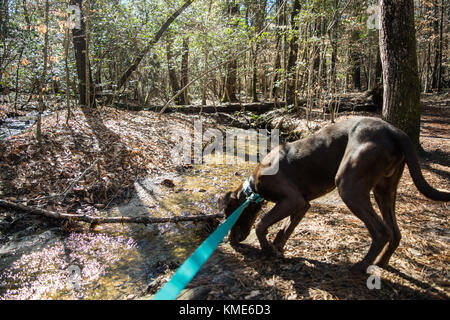 Brauner hund Wandern durch Wälder an der Leine Stockfoto