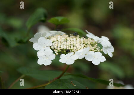 Viburnum opulus (Gefüllte Schneeball) Stockfoto