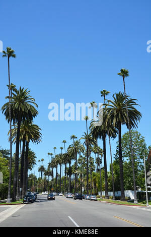 Beverly Hills, Ca - 21. August: Palmen gesäumten Straße in Beverly Hills, Ca an Aug. 21., 2013. Beverly Hills ist weltweit berühmt für seine luxuriösen Kultur und Stockfoto