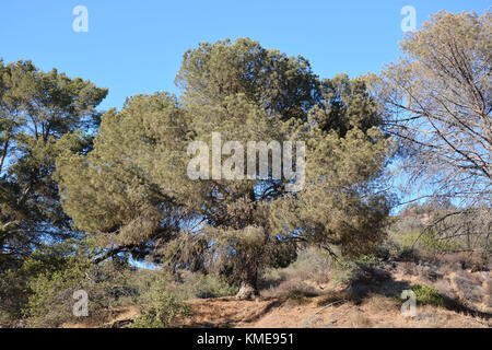 Big Cedar Tree in der Sommersaison Stockfoto