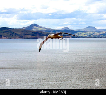 Royal Northern Albatross schwebt über taiaroa Head, Otago Peninsula, South Island, Neuseeland. Stockfoto