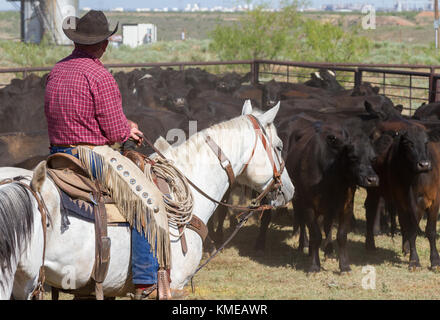 Texas Panhandle Cowboy zu Pferd arbeitet Rinder mit Öltanks im Abstand Stockfoto