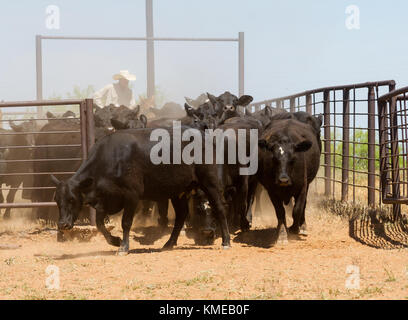 Cowboy zu Pferd bewegt sich Rinder von einem Injektor zum anderen Stockfoto