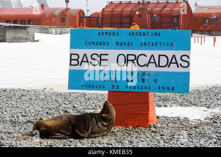 Antarktische Pelzrobben an der Basis Orcadas, die eine argentinische wissenschaftliche Station in der Antarktis ist, und die älteste der noch in Betrieb befindlichen Stationen in der Antarktis.Es befindet sich auf Laurie Island, einer der südlichen Orkney-Inseln, direkt vor der Antarktischen Halbinsel.die Antarktische Halbinsel ist einer der am schnellsten wärmenden Orte auf dem Planeten. Stockfoto