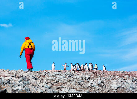 Adelie Pinguine, Pygoscelis adeliae bei Madder Cliffs, Suspiros Bay, am westlichen Ende der Joinville Island, Antarctica.Adelies sind eine echte antarktische Spezies, die als Folge des Klimawandels leiden, die antarktische Halbinsel, ihre einzige Brutstätte, ist eine der schnellsten Erwärmung Gebieten auf dem Planet.This verursacht Adelies nach Süden zu migrieren.Sie reduzieren in Zahlen, ernähren sie sich fast ausschließlich auf Krill, die auch aufgrund des Klimawandels sinkt.mit Touristen von einer Expeditionskreuzfahrt. Stockfoto