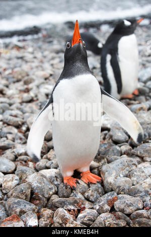 Gentoo Penguin bei Hannah Point auf Livingston Island im Süden Shetlandinseln, Antarktis Stockfoto