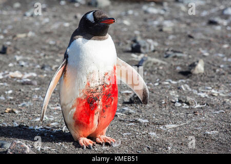 Gentoo Penguin mit riesigem Knirschen am Hannah Point auf Livingston Insel in Südshetlandinseln, Antarktis Stockfoto