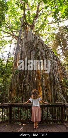 Frau steht vor dem großen Curtain Fig Tree Stockfoto