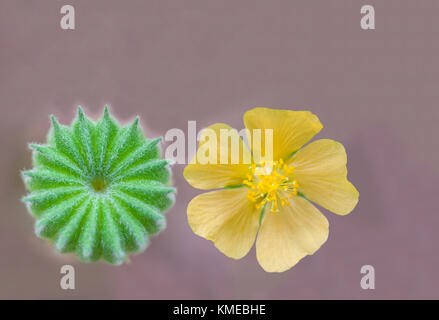 Abstrakte Soft Focus des Landes, Malve, indische Malve, abutilon Indicum, malvaceae, Obst und Blumen mit dem dunklen Grau Kopie Raum Hintergrund. Die wilden fr Stockfoto