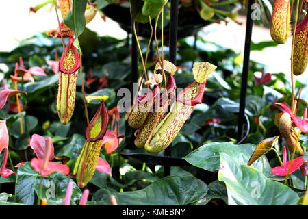 Tropische Schlauchpflanzen Stockfoto
