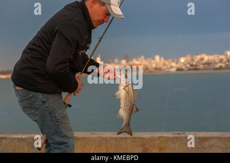 Fischer Holding gefangen Striped Bass (Morone Saxatilis), Golden Gate Pier, San Francisco, Kalifornien, USA Stockfoto