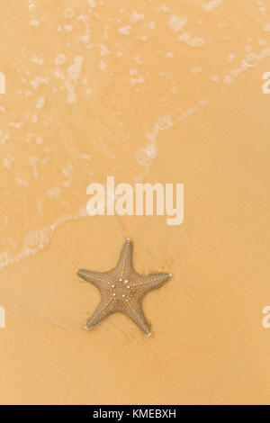 Seestern gefunden Auf Moreton Island National Park, Queensland, Australien Stockfoto