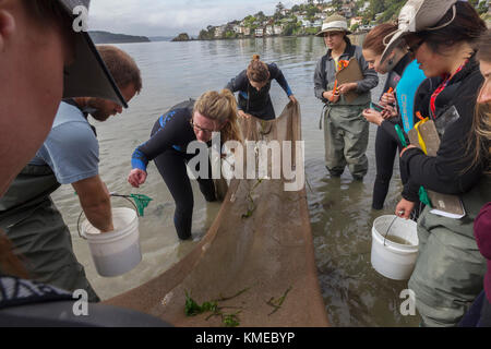 Feuchtgebiete Ökologie Klasse, San Francisco State University, Tiberon, CA.The Studenten verwendet eine seine, um Tierleben in den Aalgrasbeeten zu suchen. Stockfoto