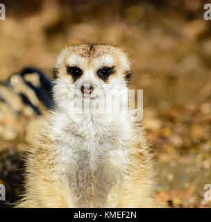 Erdmännchen stehend Stockfoto