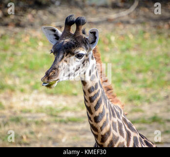 Ein Jugendlicher masai Giraffe Stockfoto