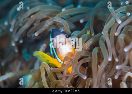 Yellowtail Clownfisch （Amphiprion clarkii Bennett, 1830) Schwimmen im wogenden Meer Anemone (Entacmaea quadricolor) Stockfoto